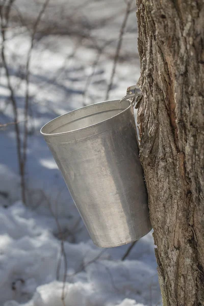 Maple sap dripping into sap bucket attached to a maple tree during maple sugaring season. Maple tree tapping. Maple syrup.  Making maple syrup. 