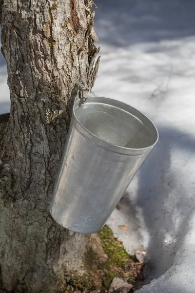 Maple sap dripping into sap bucket attached to a maple tree during maple sugaring season. Maple tree tapping. Maple syrup.  Making maple syrup. 