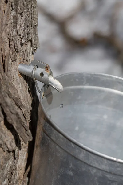 Maple sap dripping into sap bucket attached to a maple tree during maple sugaring season. Maple tree tapping. Maple syrup.  Making maple syrup. 