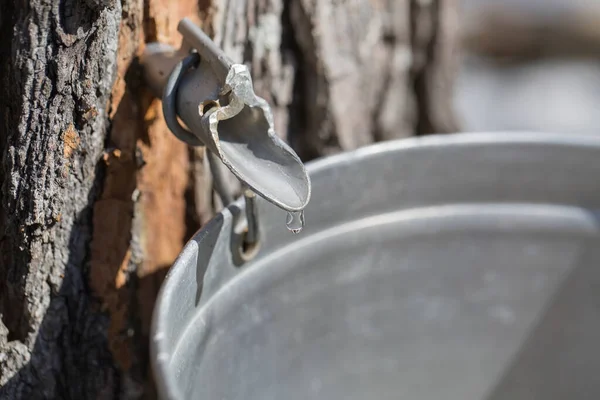 Maple Sap Dripping Sap Bucket Attached Maple Tree Maple Sugaring Stock Photo