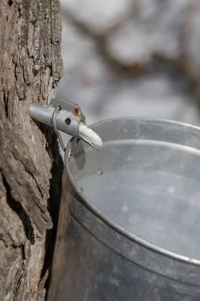 Maple Sap Dripping Sap Bucket Attached Maple Tree Maple Sugaring Obraz Stockowy