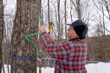 Kanada, Quebec 'te bulunan şekerli çalılıklarda bitki özü toplamak için plastik boru kullanarak akçaağaç veya akçaağaç tıklaması. 