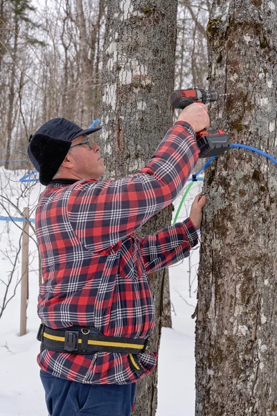 Tapping maple tree or maple tree tapping using plastic tubing to collect sap in a sugarbush located in Quebec, Canada. 