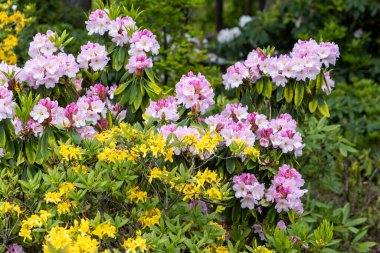 Pembe ve sarı rhododendron çiçek açar yemyeşil bahar bahçesinde
