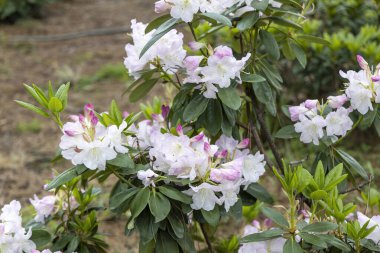 Bahar bahçesinde pembe ve beyaz rhododendron çiçeklerine yakın çekim