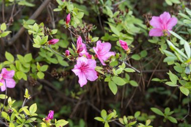 Pembe açelya bahar fundalığında açar