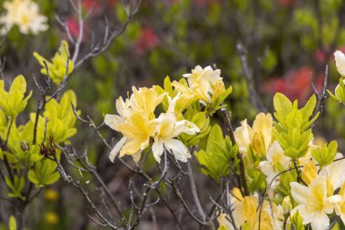 Sarı açelya çiçekleri bahar bahçesinde çiçek açıyor.