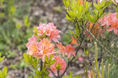 Bahar bahçesinde pembe portakal açelyası çiçek açar. Yakın plan.