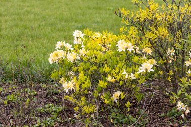 Bahar bahçesinde açan açık sarı açelya çalısı.