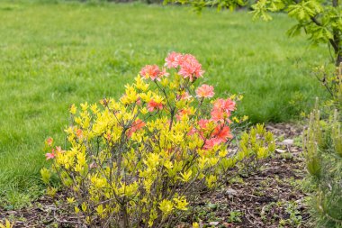 Bahçede açan pembe ve sarı açelya çalısı.