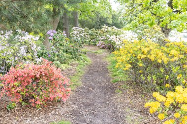 Bahar bahçesi yolu renkli açelya ve rhododendron çalılarıyla çevrili.