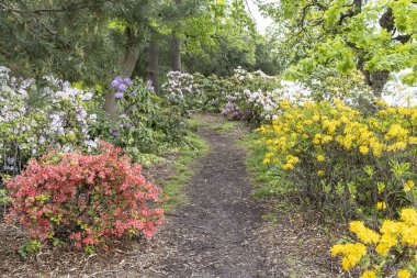 Açelya ve rhododendron çalılarıyla dolu bahar bahçesi yolu.