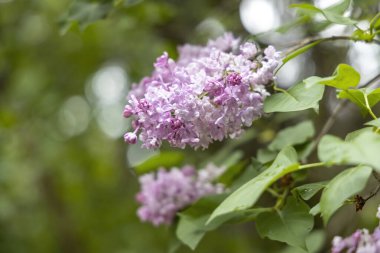 Bahar bahçesindeki leylak çiçek demetine yakın.