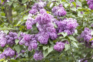 Bahar bahçesinde çiçek açan mor leylak çalısı.
