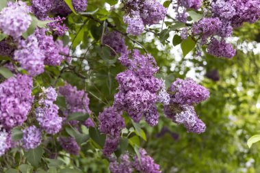 Bahar bahçesindeki leylak çiçeklerine yakın.