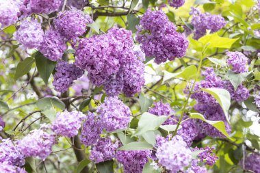Bahar bahçesindeki dallarda mor leylak çiçeklerine yakın.