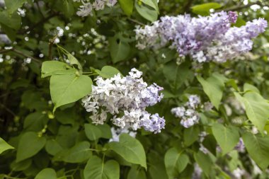 Bahar bahçesindeki dallarda açan leylak çiçeklerini kapat.
