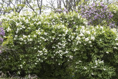 Bahar parkında çiçek açan beyaz ve mor leylak çalıları