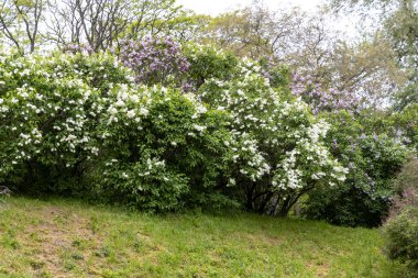 Bahar parkında açan beyaz ve mor leylak çalıları