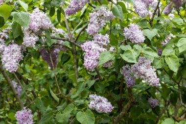 Bahar bahçesinde yağmur damlacıkları ile taze leylak çiçekleri