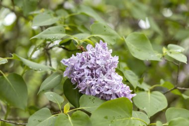Bahar bahçesinde yakalanan yağmur damlalarıyla leylak çiçeği kümesi