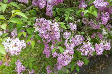 Çiçekli leylak kümeleri gün ışığında çalılıklarda
