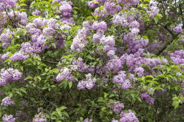 Bahar bahçesinde çiçek açan leylak çalısı.