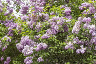 Bahar bahçesinde çiçek açan leylak çalısı yumuşak ışığın altında