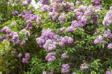 Bahar bahçesinde çiçek açan leylak çalısı. Yakın plan.