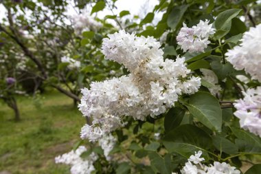 Bahar bahçesindeki dalda beyaz leylaklar çiçek açıyor.