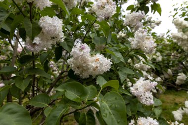 Bahar bahçesinde beyaz leylak çiçek açar. Kapatın.