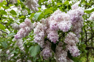Bahar Bahçesi Kapanışında Soluk Leylak Çiçekleri