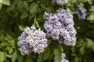 Bahar bahçesinde çiçek açan leylak kümeleri