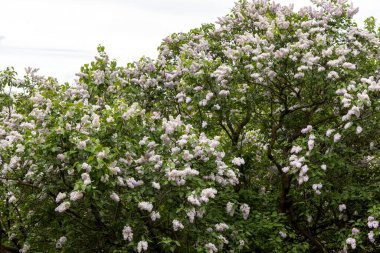 Bulutlu bahar gününde leylak çalıları açar