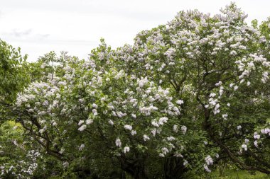 Çiçekli bahar bahçesinde çiçek açan leylak çalısı