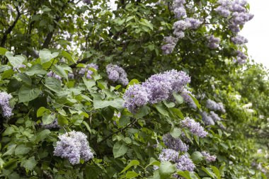Bahar bahçesindeki yemyeşil çalılıklarda taze leylak çiçekleri