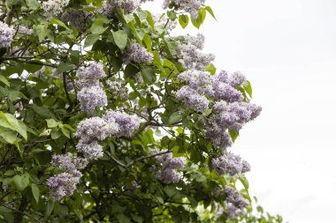 Bahçe bahçesinde leylak çiçekleri Yumuşak bulutlu gün ışığında çalılar