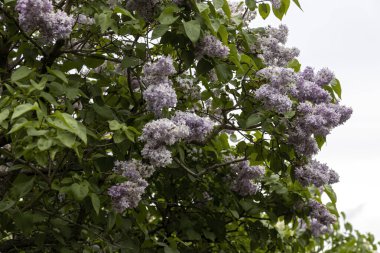 Lavantalı leylak çiçeklerinin yemyeşil baharda açtığı yer.