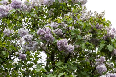 Yumuşak bahar ışığında açan leylak ağacı dalları