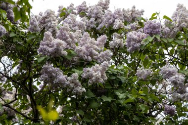 İlkbaharda yeşil yapraklı çiçek açan leylak çalısı.