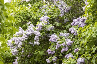 Çiçekli bahar bahçesinde açan leylak çalısı
