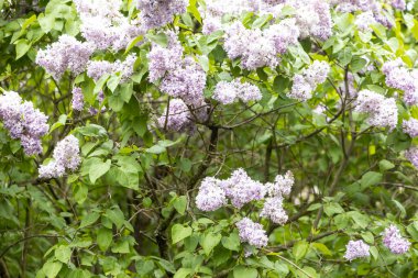 Bahar bahçesinde mor demetli çiçek açan leylak çalısı
