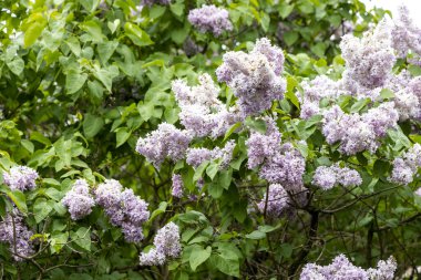 Bahar güneşinde yemyeşil çalıları kaplayan leylak çiçekleri.