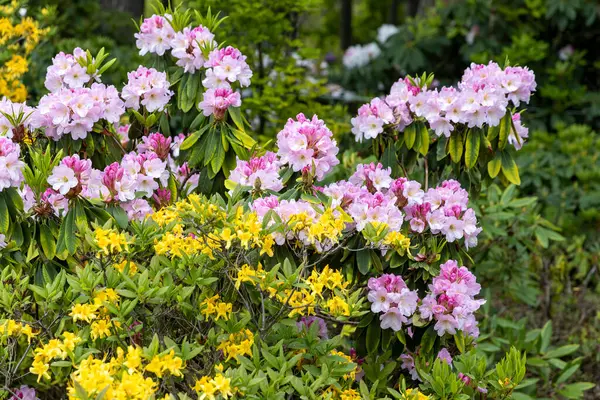 Pembe ve sarı rhododendron çiçek açar yemyeşil bahar bahçesinde