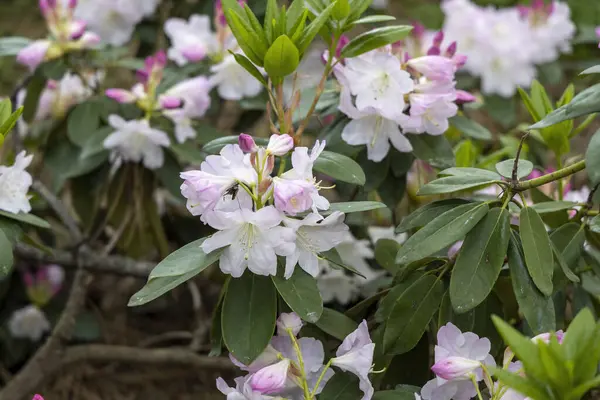 Pembe ve beyaz rhododendron bahar bahçesinde çiçek açar.