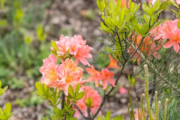 Bahar bahçesinde pembe portakal açelyası çiçek açar. Yakın plan.