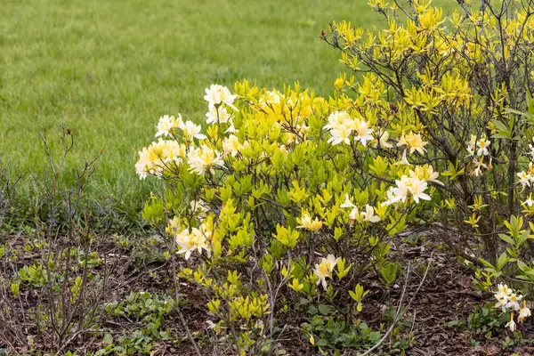 Bahar bahçesinde açan açık sarı açelya çalısı.