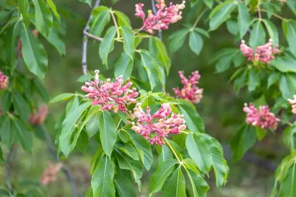 Pembe Buckeye ağacı baharda çiçek açar ve yemyeşil yapraklar açar.