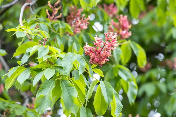 Kırmızı at kestane ağacı açar ve bahar günü yapraklanır.