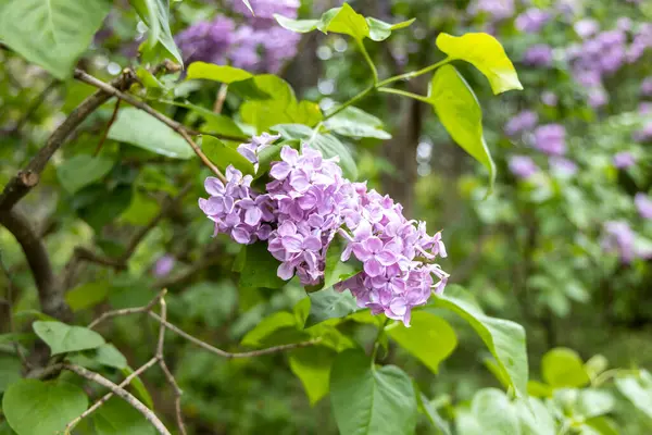 İlkbahar bahçesindeki mor leylak kümesine yakın.
